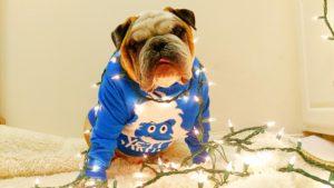 Bulldog in Holiday Sweater