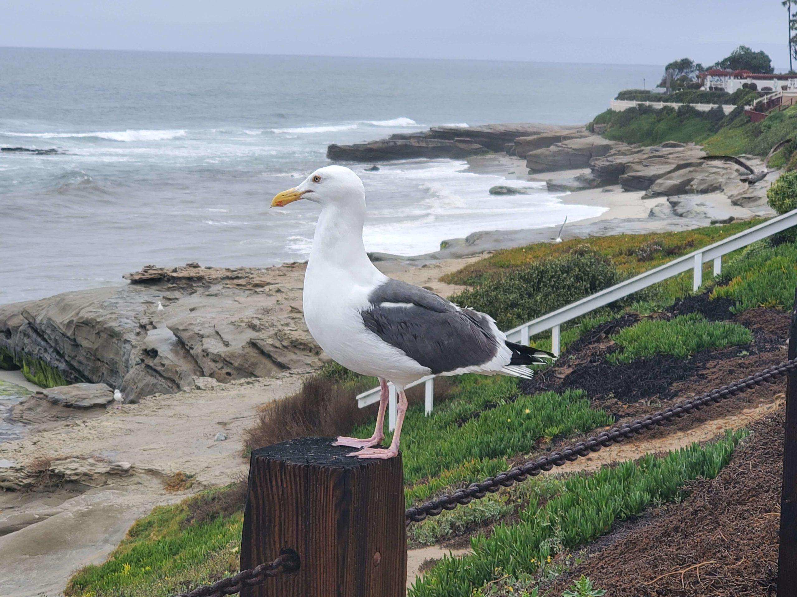 Seagull on Coast